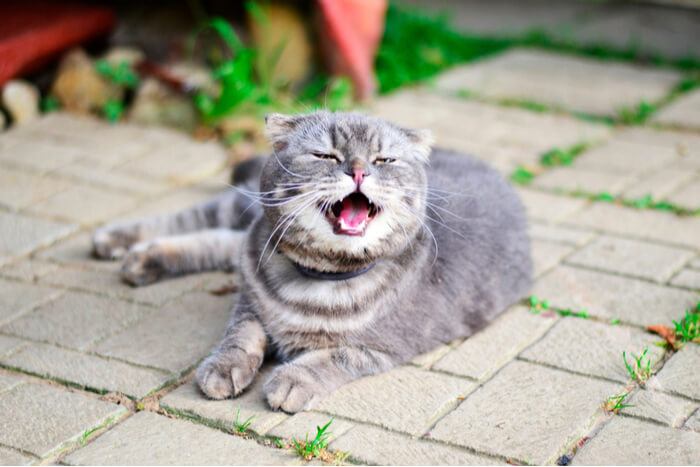 Cat sneezing featured image