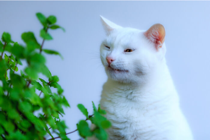 White cat sneezing next to a green plant
