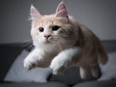 A playful cat dashing around the room in a burst of energy, with its fur puffed up and tail arched, caught in the thrilling act of experiencing "zoomies.