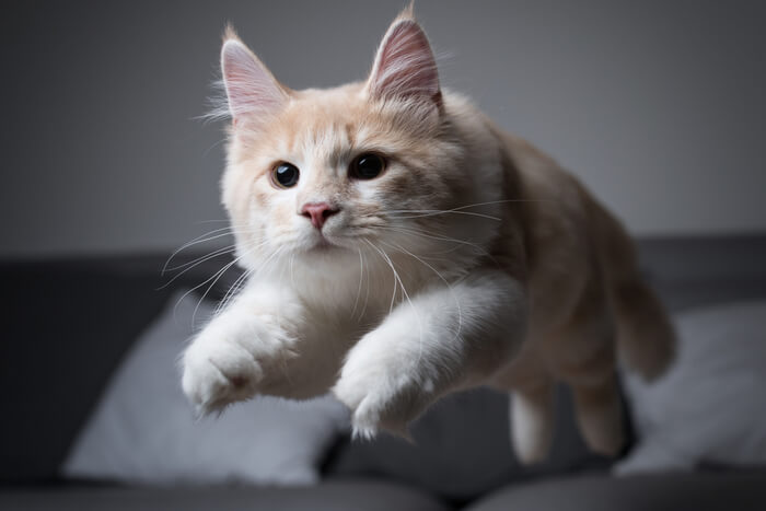A playful cat dashing around the room in a burst of energy, with its fur puffed up and tail arched, caught in the thrilling act of experiencing "zoomies.