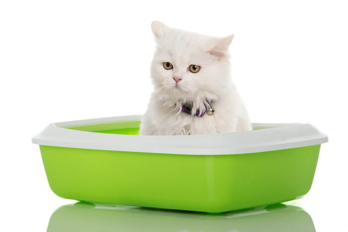 Cat in green litter box