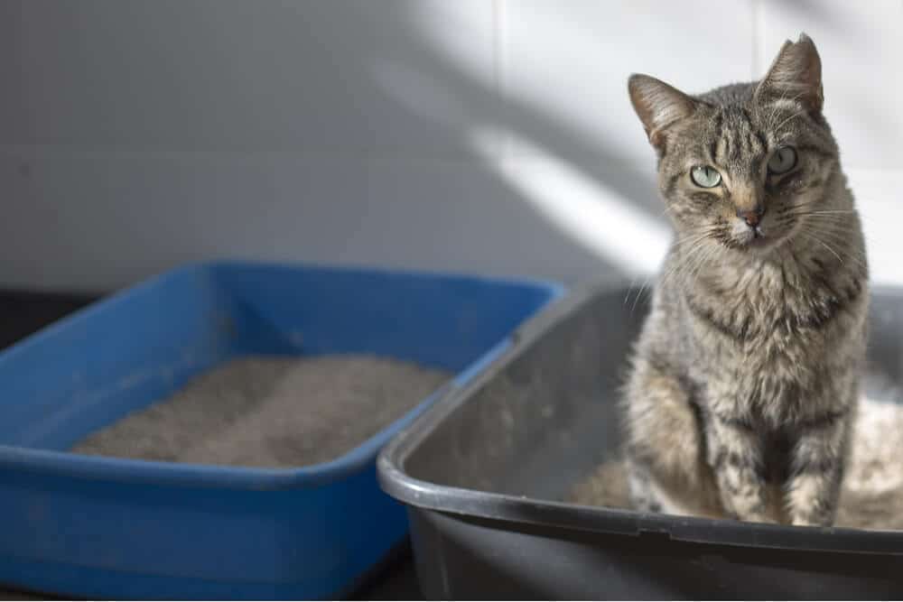 Cat in litter box - potential kidney failure symptoms.