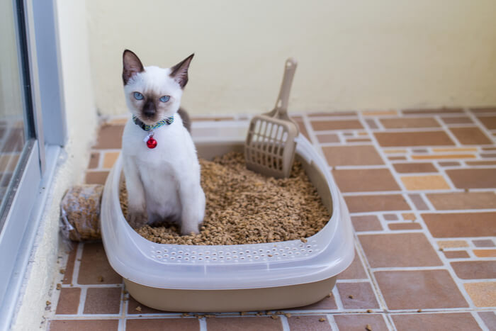 Cat scratching inside of litter outlet box