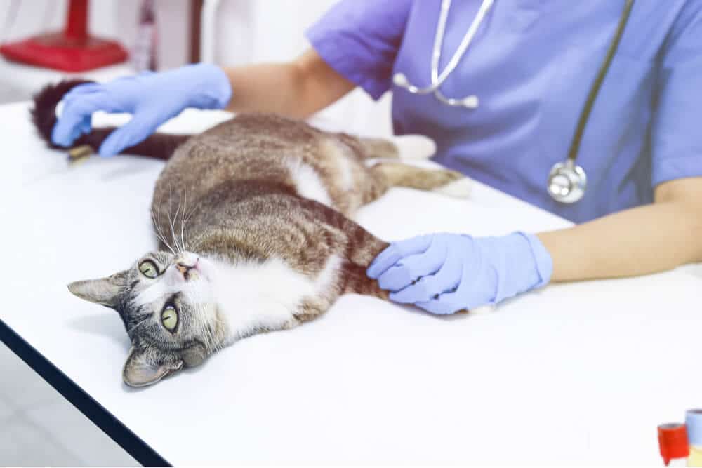 Kidney Failure in Cats Diagnosis Cat at Veterinarian