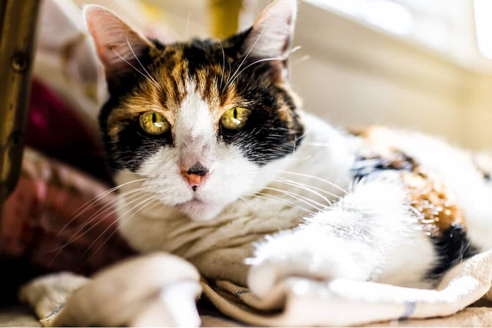 Kidney Failure in Cats Chronic Kidney Disease