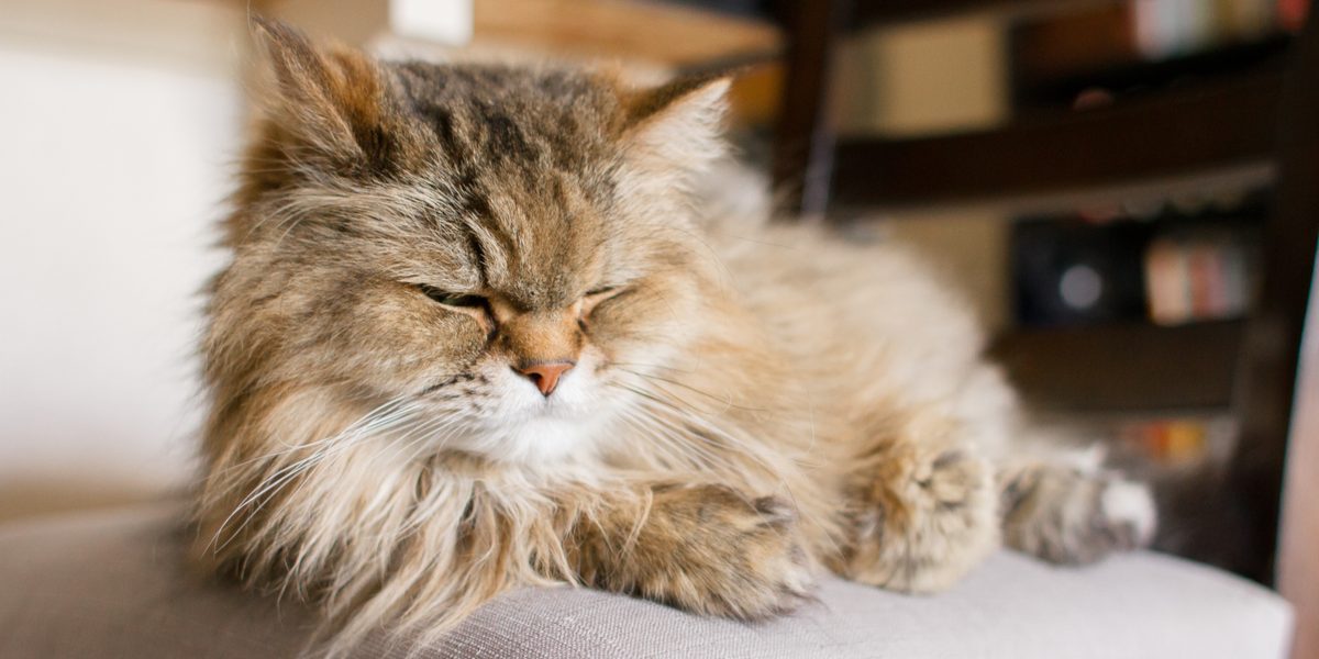 Homeopathic remedies for outlet anxiety in cats