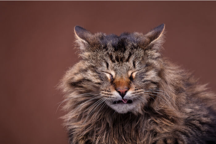 Maine coon in the middle of a sneeze