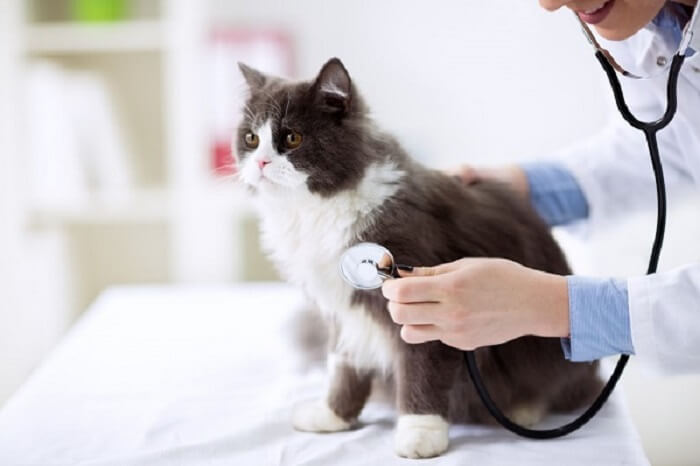 Cat check-up at the veterinarian's office.