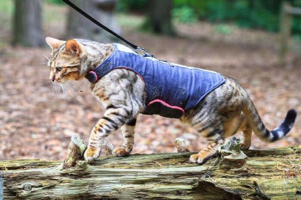 How To Train A Cat To Walk On A Leash - Cats.com