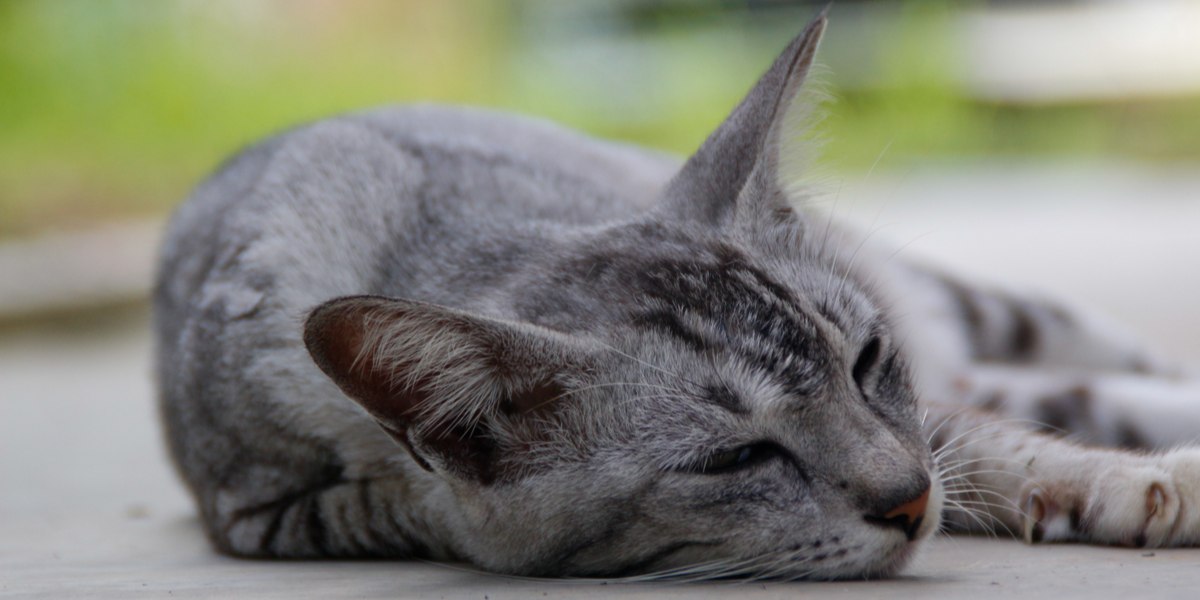 cat is feeling cold": "A cat curled up, shivering, and looking cold, seeking warmth and comfort.