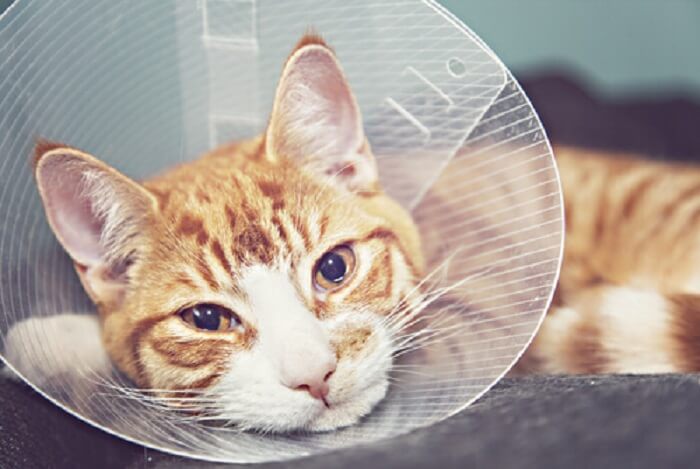 Sick cat with an Edwardian collar