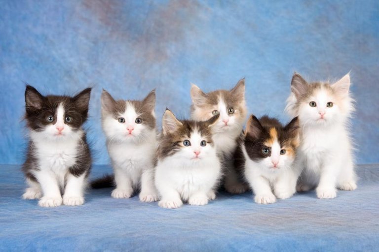 Norwegian store forest kittens