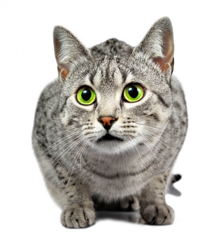 About the Egyptian Mau Cat