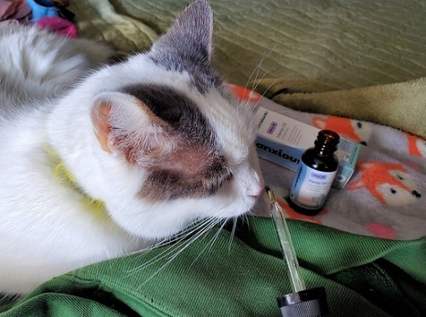 13 Common Cat Anxiety Medications: What You Need to Know - Cats.com