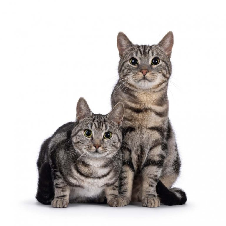 About the European Shorthair Cat