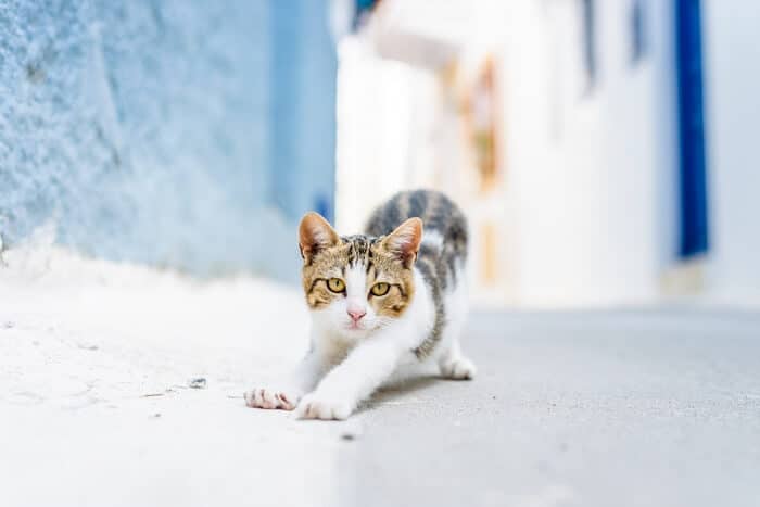 Aegean Cat Care