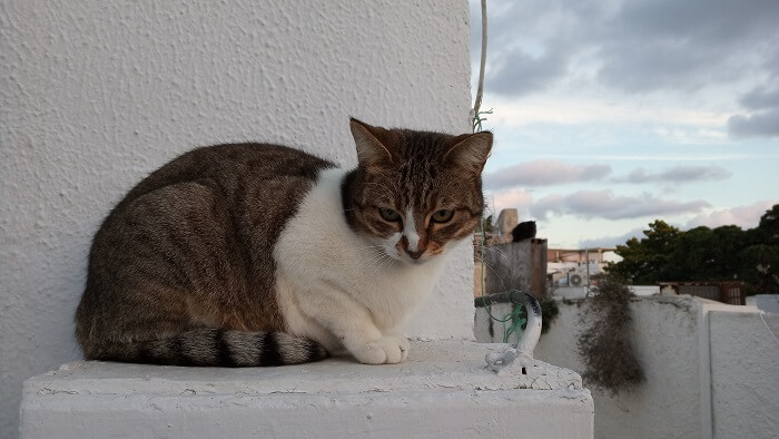 About the Aegean Cat