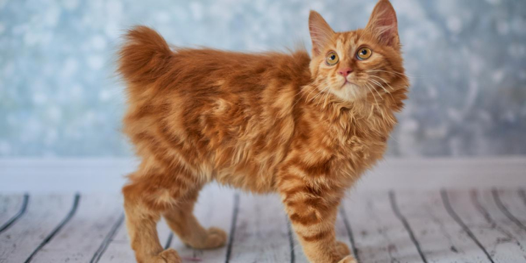 American Bobtail Cat Breed Size Appearance And Personality 7013