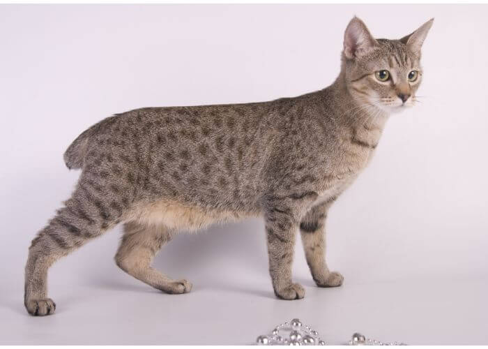 About the American Bobtail Cat