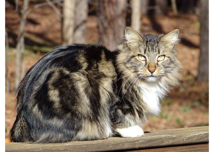American Bobtail Cat in the forest