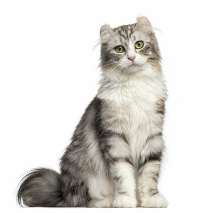 American Curl Cat History