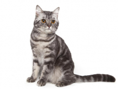 Image of an American Shorthair cat with a sleek coat, sitting proudly and exhibiting its classic feline elegance.