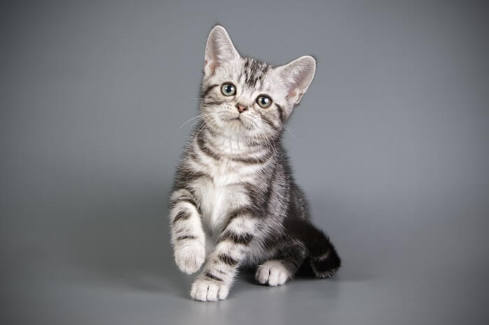 a kitten with a grey background