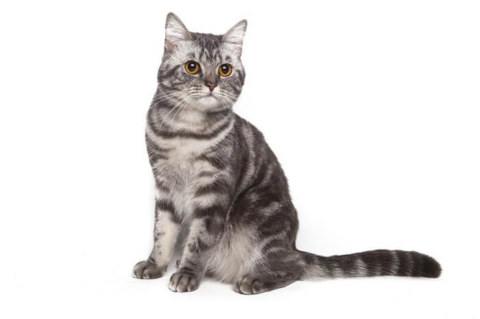 American Shorthair cat, exuding a classic and enduring feline charm