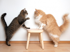 An image depicting cats engaging in interactions that blur the line between fighting and playing, highlighting the sometimes ambiguous nature of feline behavior.