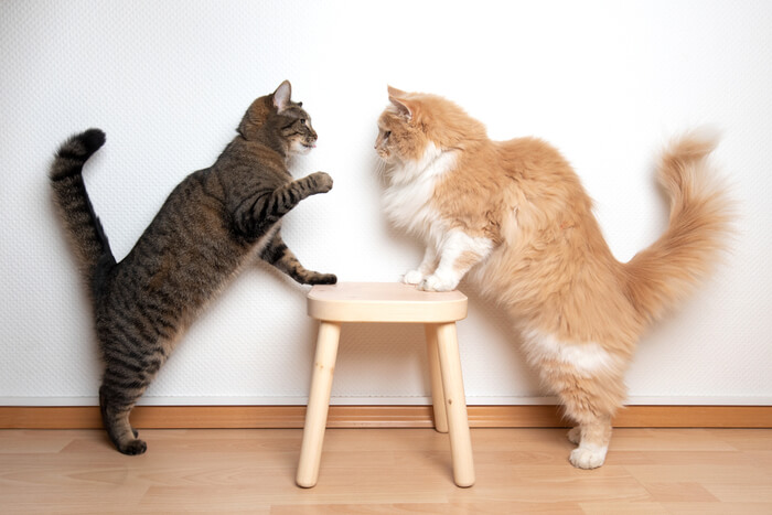 An illustrative image addressing the question of whether cats are fighting or playing.