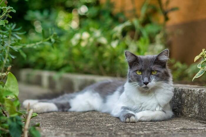 Longhair Cat Breeds