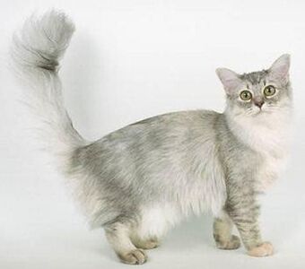 About the Asian Semi-Longhair Cat
