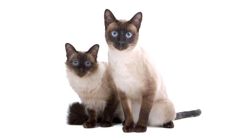 Balinese Cat Breed: Size, Appearance & Personality
