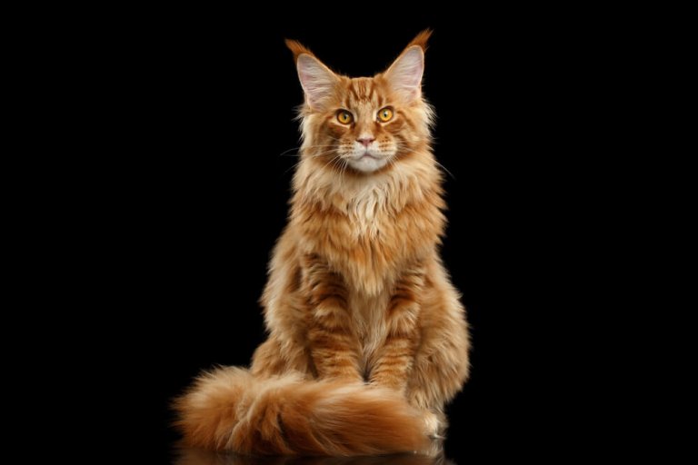 Maine Coon Cat Breed Size Appearance Personality