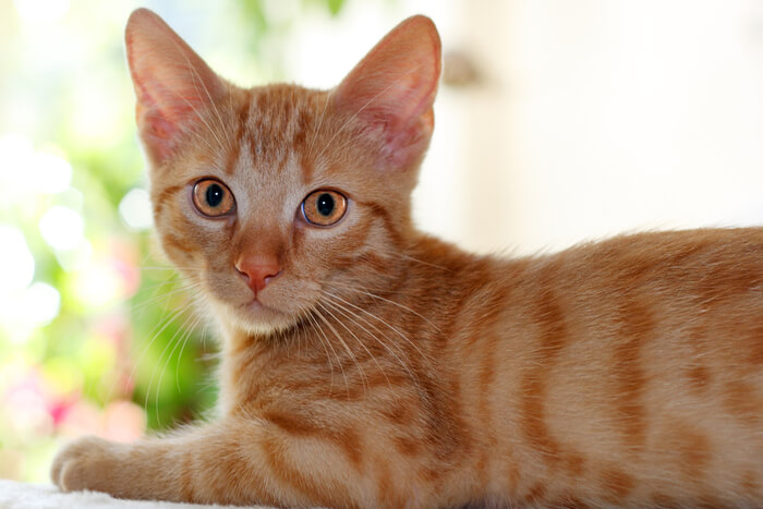 Orange cat seated and gazing attentively