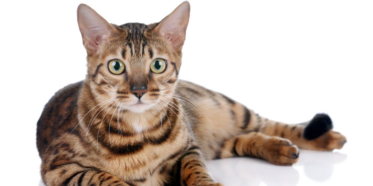 Bengal cats for sale