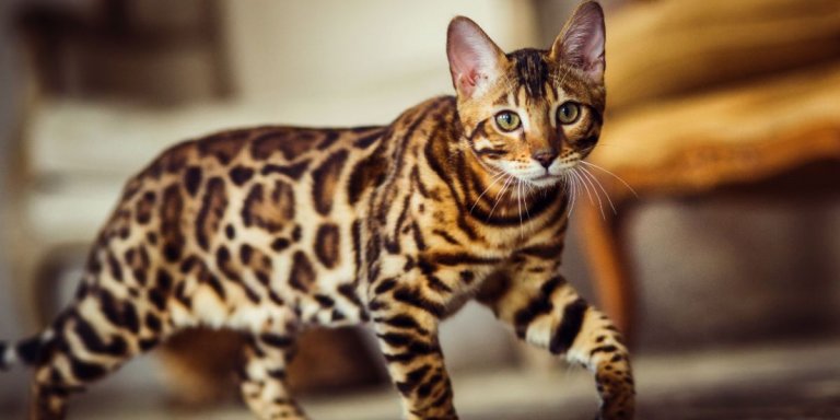 Bengal cat hot sale love