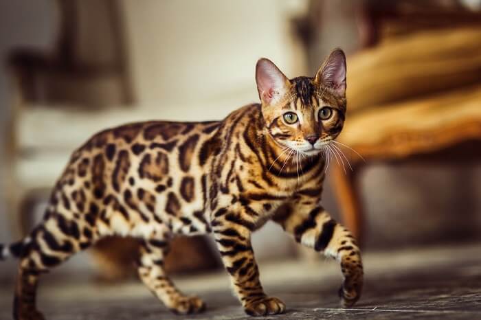 Bengal cat