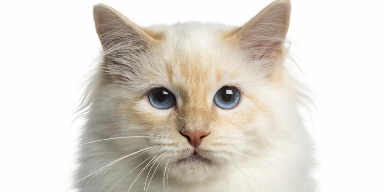 Birman cat hot sale breeders