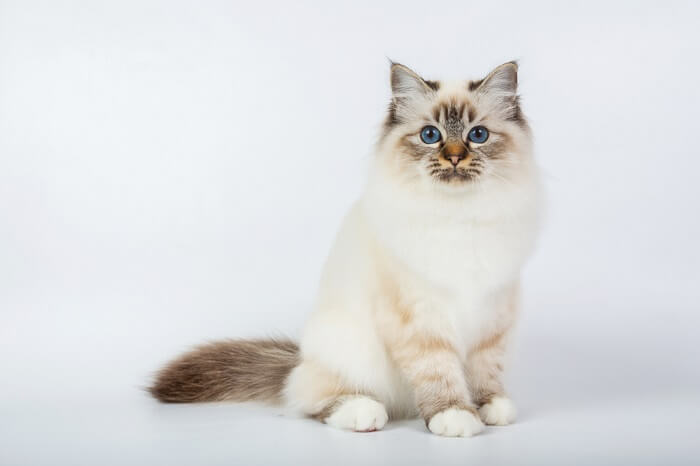 Birman cat rescue near 2024 me