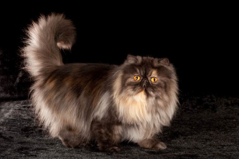 Persian Cat History