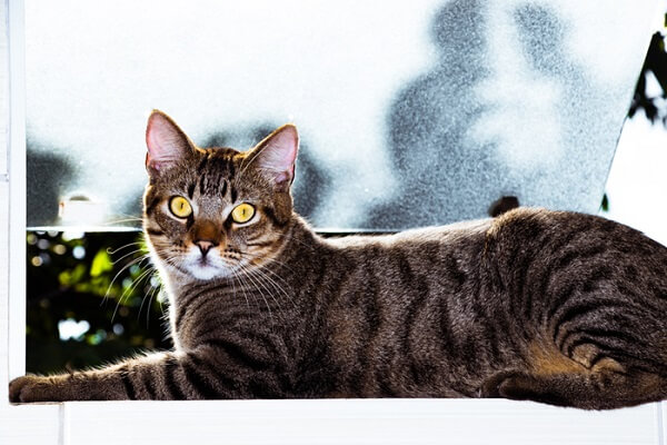 About the Brazilian Shorthair Cat