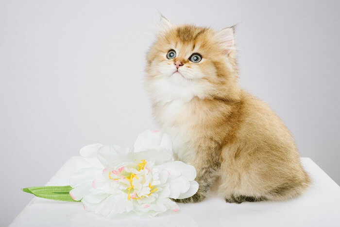 British Longhair Cat Care