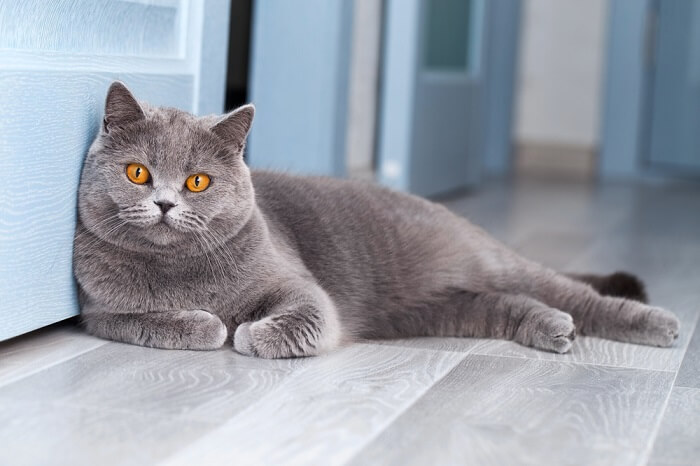 About the British Shorthair Cat