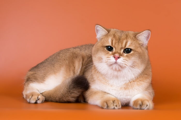 About the British Shorthair Cat