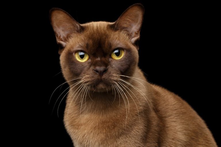 About the Burmese Cat
