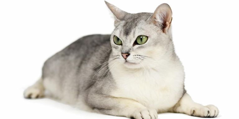 Burmilla Cat Appearance Character Care Breeding  