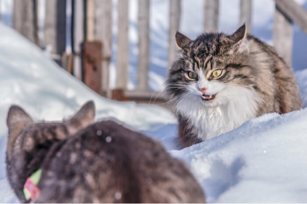 View of What Are Cat Pheromones and Do They Really Work? - Cats.com