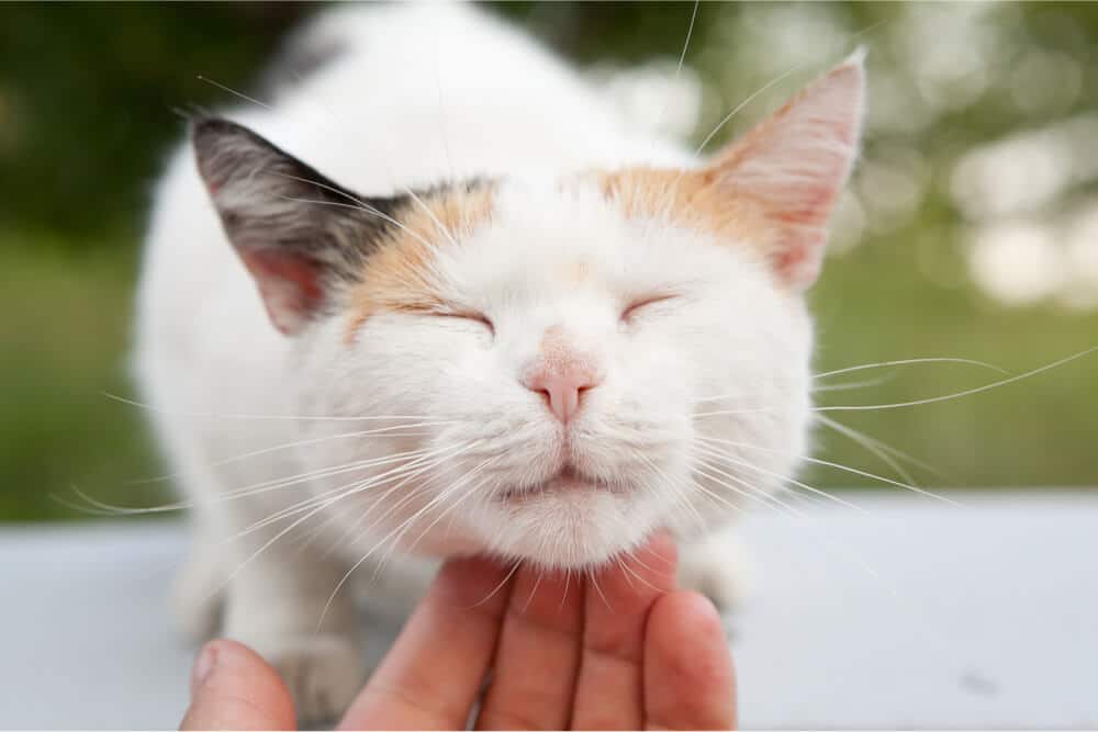 Scratching cat under chin