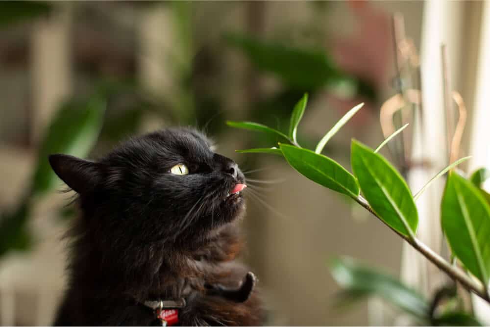 Cat chewing on houseplant